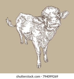 Hand drawn cow vintage. Farm animal design. Vector illustration in sketch style.