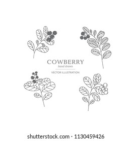 Hand drawn cowberry branches isolated on a white background. Collection of botany vector illustrations. EPS 10