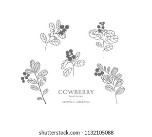 Hand drawn cowberry branches isolated on a white background. Collection of botany vector illustrations. EPS 10