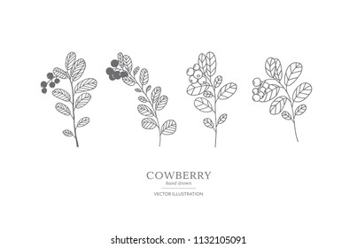 Hand drawn cowberry branches isolated on a white background. Collection of botany vector illustrations. EPS 10