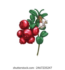 Hand drawn cowberry on a branch with leaves and flowers. Vector illustration isolated on white background.