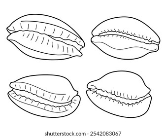 Hand drawn cowrie Outline black. doodle  sea shells set with doodle style.