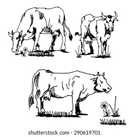 hand drawn cows