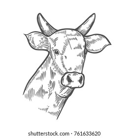 Hand drawn Cows head. Sketch in vintage graphic style. Vector engraving illustration