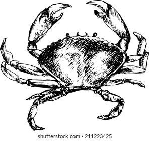 hand drawn crab