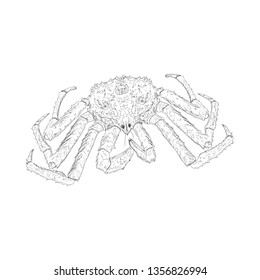 Hand drawn crab illustration vector 