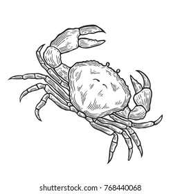 Hand drawn Crab seafood nature ocean aquatic underwater vector. Marine engraving Sea animalillustration on white background.