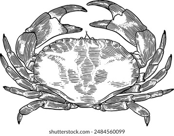 Hand drawn Crab Sketch Illustration