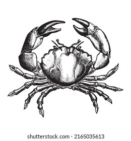 Hand drawn crab sketch vector illustration. Seafood vector