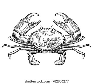 Hand drawn crab sketch vector illustration. Seafood vector