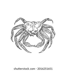 Handgezeichnete Krebsvektorgrafik. Abstrakte Seafood-Skizze. Crustacean Graving Style Zeichnung. Einzeln.