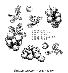 Hand drawn cranberry branch, leaf and berry. Engraved vector illustration. Cowberry, blueberry wild plant. Summer harvest, jam or mamalade vegan ingredient. Menu, package, cosmetic and food design