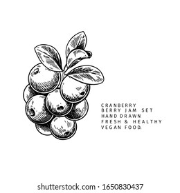 Hand drawn cranberry branch, leaf and berry. Engraved vector illustration. Cowberry, blueberry wild plant. Summer harvest, jam or marmalade vegan ingredient. Menu, package, cosmetic and food design