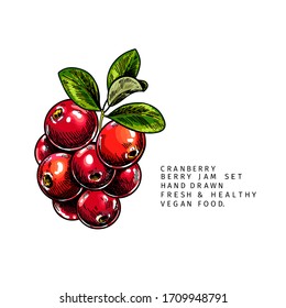 Hand drawn cranberry branch, leaf and berry. Engraved colored vector illustration. Cowberry, blueberry plant. Summer harvest, jam or mamalade vegan ingredient. Menu, package, cosmetic and food design