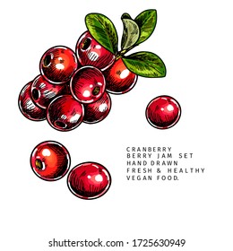 Hand drawn cranberry branch, leaf and berry. Engraved colored vector illustration. Cowberry, blueberry plant. Summer harvest, jam or mamalade vegan ingredient. Menu, package, cosmetic and food design
