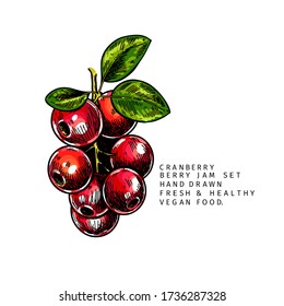 Hand drawn cranberry branch, leaf and berry. Engraved colored vector illustration. Cowberry, blueberry plant. Summer harvest, jam or mamalade vegan ingredient. Menu, package, cosmetic and food design
