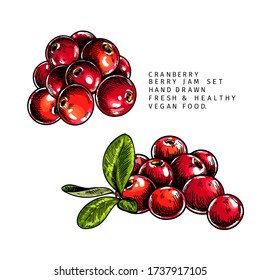 Hand drawn cranberry branch, leaf and berry. Engraved colored vector illustration. Cowberry, blueberry plant. Summer harvest, jam or mamalade vegan ingredient. Menu, package, cosmetic and food design