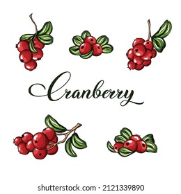 Hand Drawn Cranberry Branch, Leaf And Berry. Engraved Colored Vector Illustration.