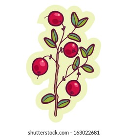 Hand Drawn Cranberry Cartoon Vector.