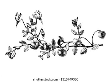 Hand drawn cranberry plant with flowers and ripe berries. Vector illustration