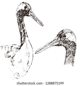 Hand drawn crane bird, isolated on white