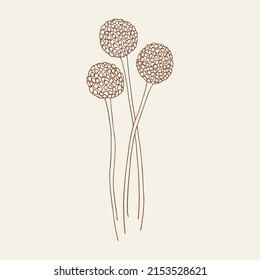 Hand drawn craspedia flower illustration. Australian native plant svg