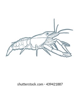 Hand drawn crawfish isolated background. Sketch illustration. Vector