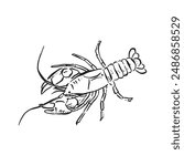 A hand drawn crayfish in black and white. An aerial view in a sketch style, vectorised for a variety of uses including menus and logos.