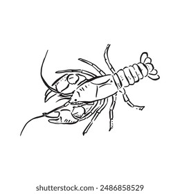 A hand drawn crayfish in black and white. An aerial view in a sketch style, vectorised for a variety of uses including menus and logos.