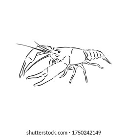 Hand drawn crayfish cancer with simple decor on white isolated background. River animal. cancer animal, vector sketch illustration