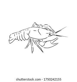 Hand drawn crayfish cancer with simple decor on white isolated background. River animal. cancer animal, vector sketch illustration