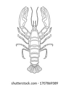 Hand drawn crayfish with simple patterns on a white isolated background. River animal. For coloring book pages.