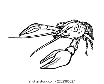 Hand drawn crayfish with simple patterns on a white isolated background. River animal. Vector illustrashion.