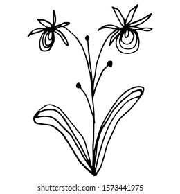 Hand drawn creative flower.  White background. Ink doodle illustration. Hand-drawn vintage, minimalistic black flower. Beautiful vector illustration.