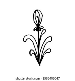 Hand drawn creative flower.  White background. Ink doodle illustration. Hand-drawn vintage, minimalistic black flower. Beautiful vector illustration.