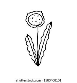 Hand drawn creative flower.  White background. Ink doodle illustration. Hand-drawn vintage, minimalistic black flower. Beautiful vector illustration.