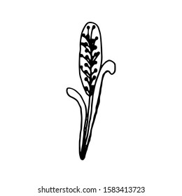 Hand drawn creative flower.  White background. Ink doodle illustration. Hand-drawn vintage, minimalistic black flower. Beautiful vector illustration.