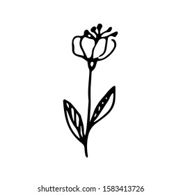 Hand drawn creative flower.  White background. Ink doodle illustration. Hand-drawn vintage, minimalistic black flower. Beautiful vector illustration.
