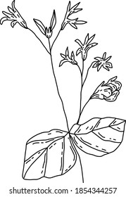 Hand drawn creative flower. White background. Ink doodle illustration. Hand-drawn vintage, minimalistic black flower. Beautiful vector illustration.