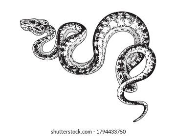 Hand drawn creeping Garden Tree Boa isolated on white background. Vector monochrome winding spotted snake, side view. Animalistic illustrations in vintage style, t-shirt design, tattoo art.