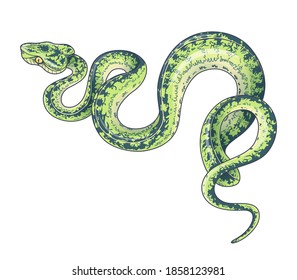 Hand drawn creeping Garden Tree Boa isolated on white background. Vector green winding spotted snake, side view. Animalistic illustration in vintage style, t-shirt design, tattoo art.