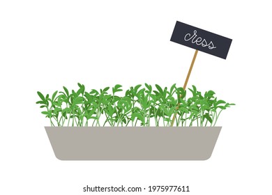 Hand drawn cress salad microgreens in box. Healthy food. Watercress Sprouts with green leaves. Edible plants for healthy nutrition. Vector illustration in flat cartoon style isolated on white.