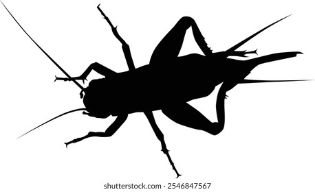 Hand drawn cricket silhouette illustration. Insect animal isolated on white.