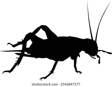 Hand drawn cricket silhouette illustration. Insect animal isolated on white.