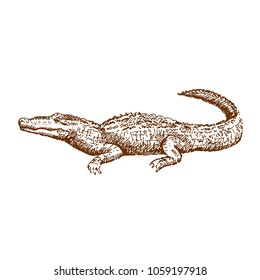 Hand drawn crocodile or alligator. Sketch, vector illustration.