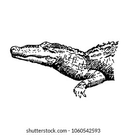 Hand drawn crocodile or alligator. Sketch, vector illustration.