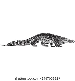 Hand drawn crocodile, vector Sketch illustration. 