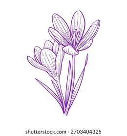 Flor De Croco Desenhada À Mão, Ilustração Vetorial De Contorno Botânico