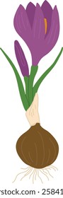 Hand Drawn Crocus Flower With Bulb Vector Illustration