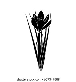 Hand drawn crocus flowers. Elegant vintage card. Black crocus with white stroke. Vector